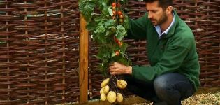 Beschreibung der gekreuzten Pflanzensorte Pomidofel und ihres Anbaus