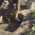 How to properly plant grapes with seedlings in spring, summer and autumn step by step