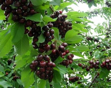 A Tyutchevka cseresznyefajta leírása és jellemzői, ültetés és gondozás