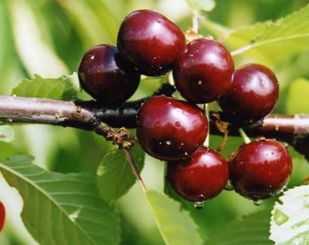 Storia dell'allevamento, descrizione e caratteristiche della varietà di ciliegie Minx e regole di coltivazione