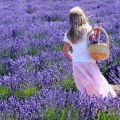 Kuinka istuttaa, kasvattaa ja hoitaa laventelia kotona