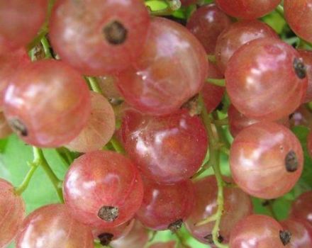 Beskrivning och egenskaper hos rosa vinbärsorter, plantering och skötsel