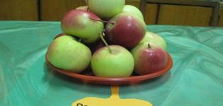 Beschrijving van de variëteit aan appelbomen Rodnikovaya, opbrengst en teelt