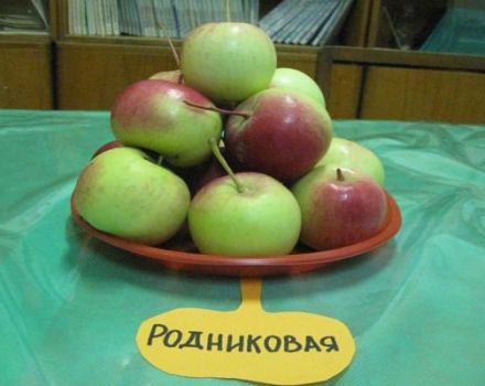 Opis odmiany jabłoni Rodnikovaya, plonu i uprawy