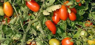 Descripción de la variedad de tomate Erkol, características y productividad.
