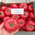 Egenskaber og beskrivelse af Fenda-tomatsorten, dens udbytte