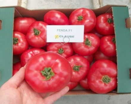 Fenda-tomaattilajikkeen ominaisuudet ja kuvaus, sen sato