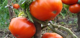 Kum-tomaattilajikkeen kuvaus ja ominaisuudet