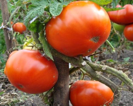 Kum domates çeşidinin tanımı ve özellikleri