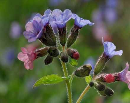 Medicinal properties and contraindications of lungwort herb, application rules