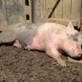Manieren van infectie en symptomen van de ziekte van Aujeszky bij varkens, behandeling en preventie