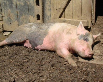 Načini zaraze i simptomi Aujeszkyjeve bolesti kod svinja, liječenje i prevencija