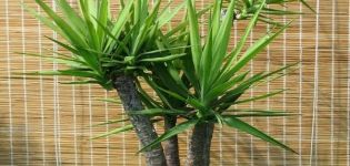 Features of caring for room yucca at home, reproduction and transplantation