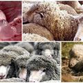 Síntomas y signos de cenurosis en ovejas, métodos de tratamiento y prevención.