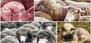 Príznaky a príznaky koenurózy u oviec, liečebné metódy a prevencia
