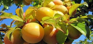 Paglalarawan ng mga uri ng plum varieties Renclode, benepisyo at pinsala, ani at paglilinang