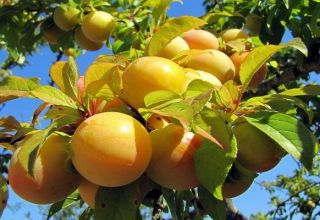 Descrierea tipurilor de soiuri de prune Renclodare, beneficii și dăune, ​​randament și cultivare
