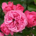 Descripción de las variedades de rosas Leonardo da Vinci, plantación, cultivo y cuidado.