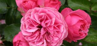 Descrierea soiurilor de trandafiri Leonardo da Vinci, plantare, cultivare și îngrijire