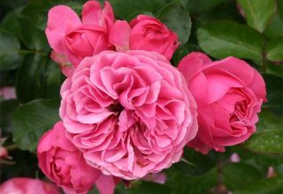 Popis odrůd růží Leonardo da Vinci, pěstování, pěstování a péče