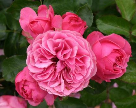 Beskrivning av Leonardo da Vinci rosor, plantering, odling och vård