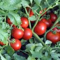 Descripción de la variedad de tomate Ekaterina, su rendimiento y cultivo.