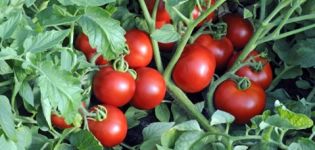 Opis sorte rajčice Ekaterina, njen prinos i uzgoj