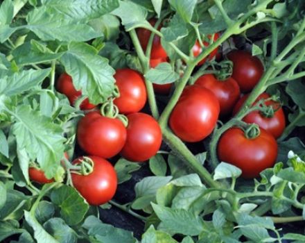 وصف صنف الطماطم Ekaterina ومحصوله وزراعته