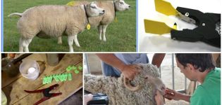 A juhok címkézésének öt legjobb módja és az otthoni címkézés módja