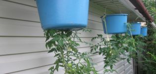 Cultivar tomates al revés