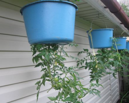 Growing tomatoes upside down