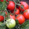 Kenmerken en beschrijving van het tomatenras Red Riding Hood, de opbrengst en de teelt