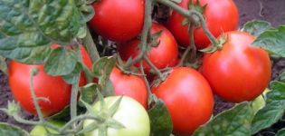 Charakteristiky a opis odrody rajčiaka Red Riding Hood, jeho výnos a pestovanie