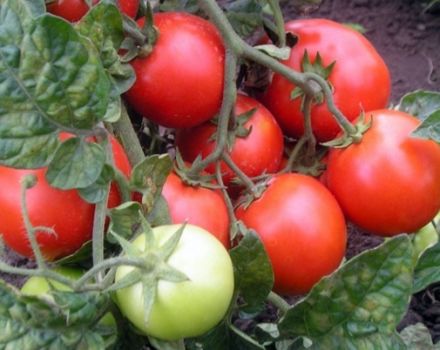 Caratteristiche e descrizione della varietà di pomodoro Cappuccetto Rosso, sua resa e coltivazione