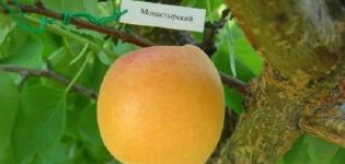 Beskrivelse af Monastyrsky abrikosvariet, dyrkning, plantning og pleje