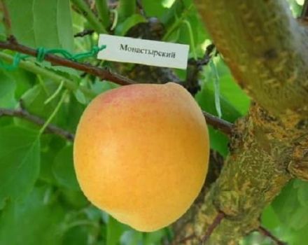 Kuvaus Monastyrsky aprikoosivalikoimasta, viljelystä, istutuksesta ja hoidosta