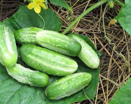Characteristics and description of the variety of cucumbers Competitor, planting, care and cultivation