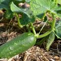 Hoe nitrophoska-meststof voor komkommers correct te gebruiken