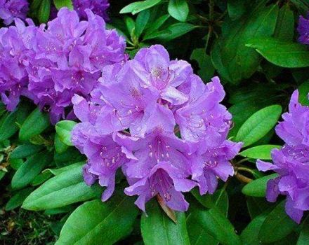 70 espèces et variétés de rhododendrons avec description et caractéristiques