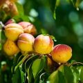 Beskrivelse af abrikossorten Glæde og egenskaber ved udbytte og frostbestandighed