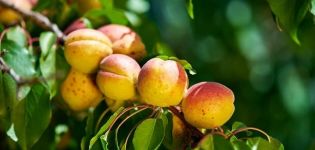 Beskrivelse av aprikos-sorten Glede og egenskaper ved utbytte og frostbestandighet