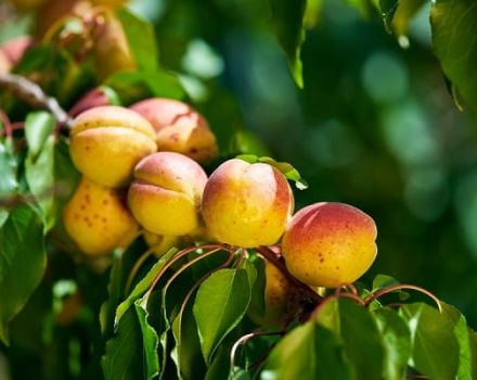 Beskrivelse af abrikossorten Glæde og egenskaber ved udbytte og frostbestandighed