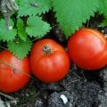 Gruntovy Gribovsky domates çeşidinin özellikleri ve tanımı