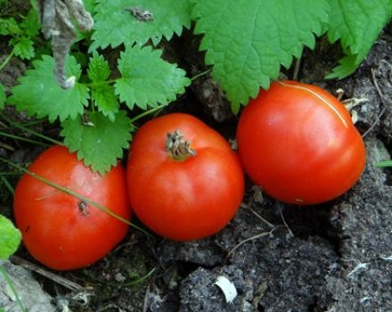 Egenskaber og beskrivelse af tomatsorten Gruntovy Gribovsky