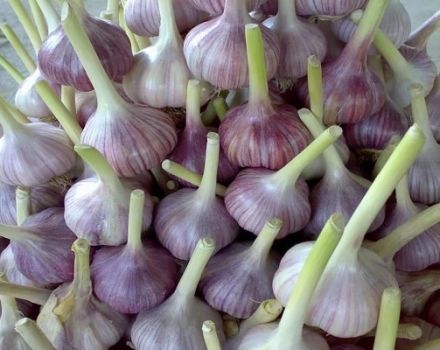 Types and names of the best varieties of garlic with a description