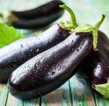 Names and descriptions of the TOP 11 best eggplant varieties for Siberia