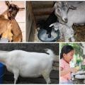 Why is it better to feed the goat after lambing to increase milk, drawing up a diet