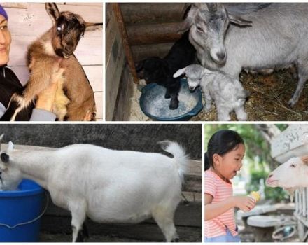 Zašto je bolje hraniti kozu nakon janjenja da bi povećali mlijeko, sastavili dijetu