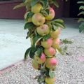 Beskrivelse, karakteristika og vilkår for modning af den søjle æblepræsident, plantning og pleje