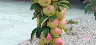 Sütunlu elma başkanının tanımı, özellikleri ve olgunlaşma şartları, dikim ve bakım